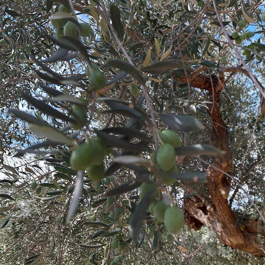 Montefino Villa Ferranti Abruzzo מראה חיצוני תמונה